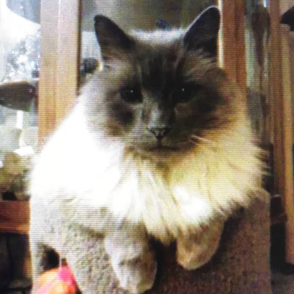 Romeo